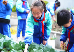 <b>成都市新都区旃檀小学关工委开展”‘蔬’香为伴•欢乐满园”劳动课</b>